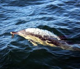 Dolphin