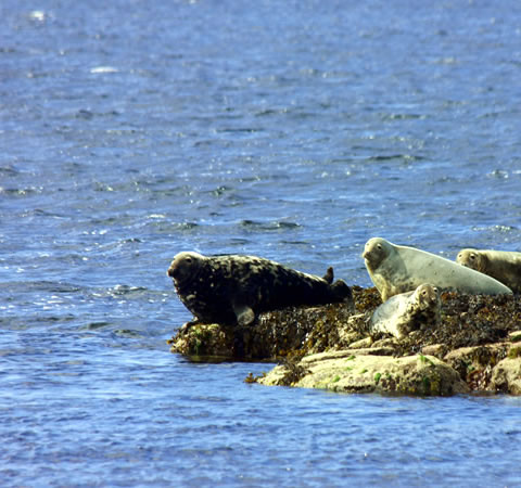 Grey Seal