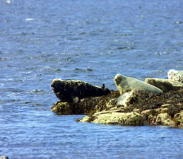 Grey Seal