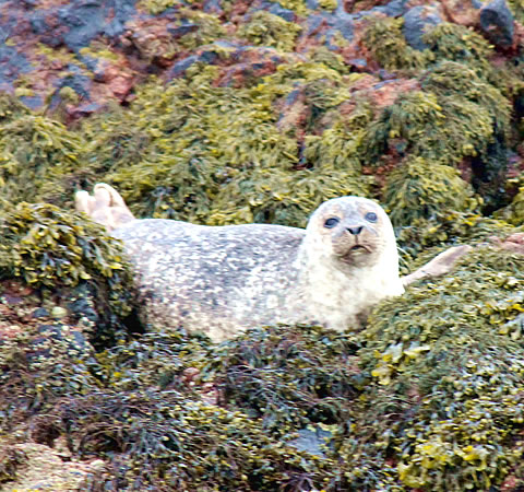 Common Seal