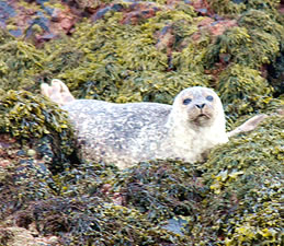 Common Seal