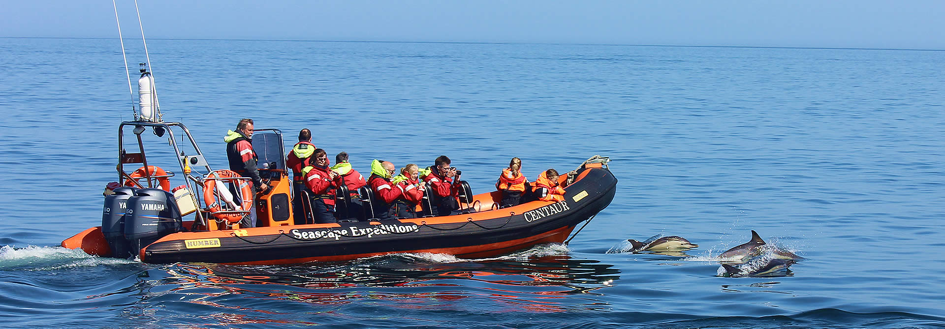 Sea Scape Tours Dolphin